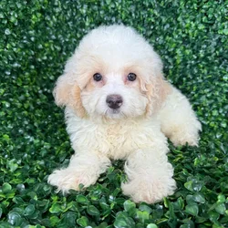 car_main_img_/media/ap_media/pets/BKAWQHEVFRHO136850.webp.250x250_q85.webp