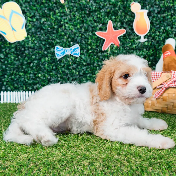 Male Cavachon puppy named Gus for sale at Puppy Dreams - Missouri City.