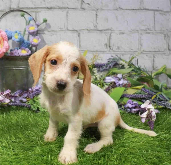 Male Dachshund puppy for sale at Puppy Dreams - Missouri City.