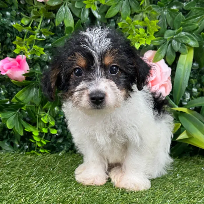 Female Yorkie-Poo puppy named Paris for sale at Puppy Dreams - Katy.