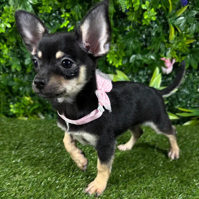 Female Chihuahua puppy named Lilo for sale at Puppy Dreams - Katy.
