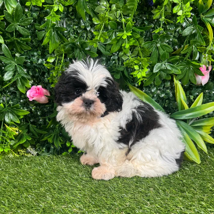 Male Shih Tzu puppy named Chester for sale at Puppy Dreams - Katy.