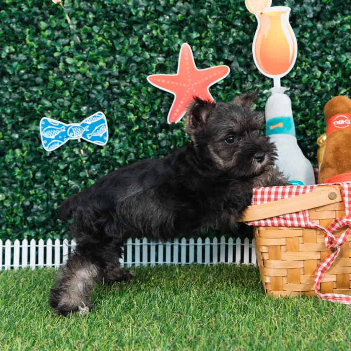 Male Mini Schnauzer puppy named Loki for sale at Puppy Dreams - Missouri City.