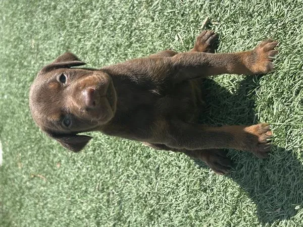 Female Doberman Pinscher puppy for sale at Puppy Dreams - Missouri City.