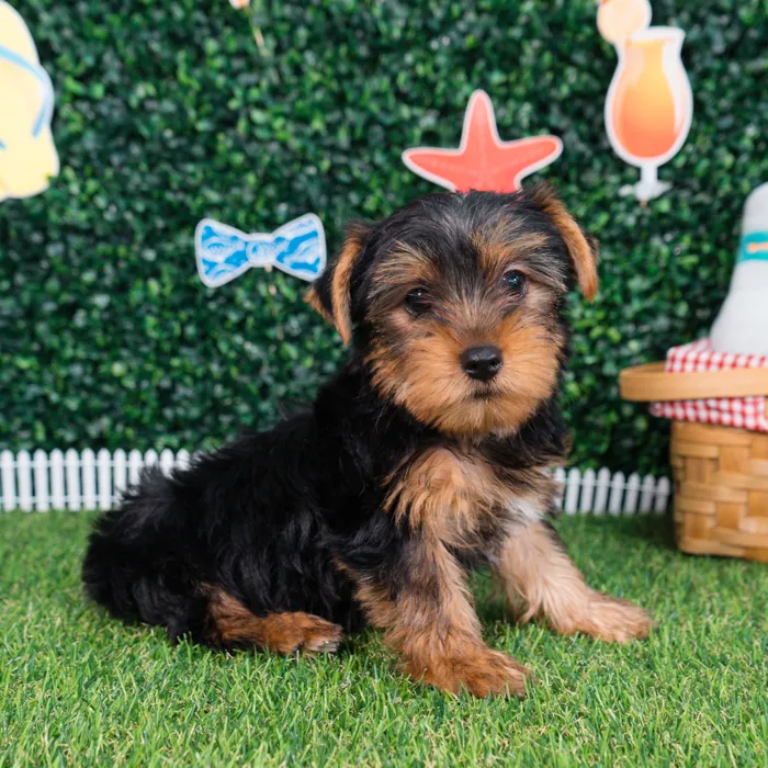 Male Yorkie puppy named Ace for sale at Puppy Dreams - Missouri City.