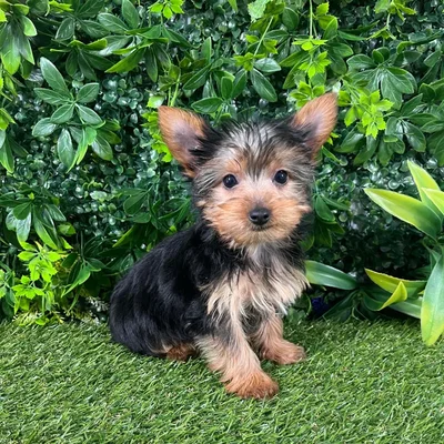 Female Yorkie puppy named Angel for sale at Puppy Dreams - Katy.