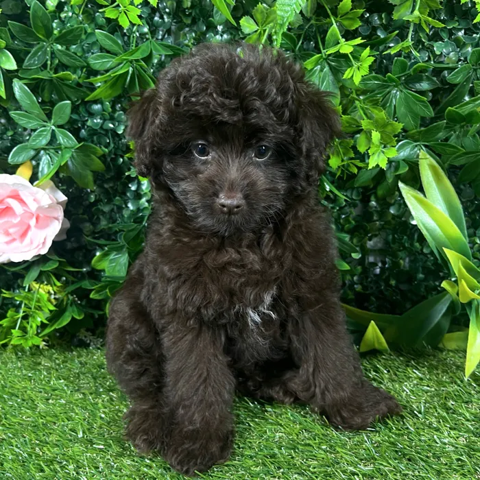 Female Pom-A-Poo puppy named Sunday for sale at Puppy Dreams - Katy.