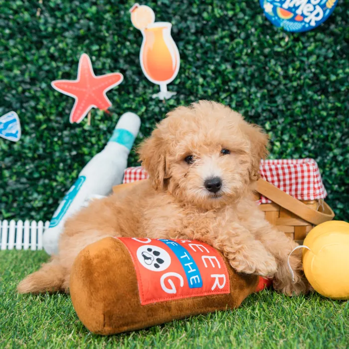 Male Bichon-Poodle puppy named Cannoli for sale at Puppy Dreams - Missouri City.