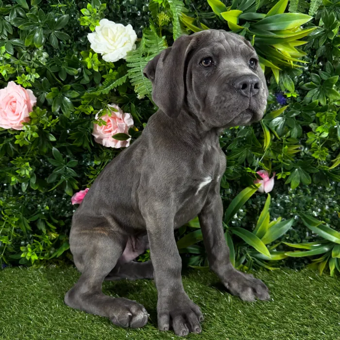 Male Cane Corso puppy named Titus for sale at Puppy Dreams - Katy.
