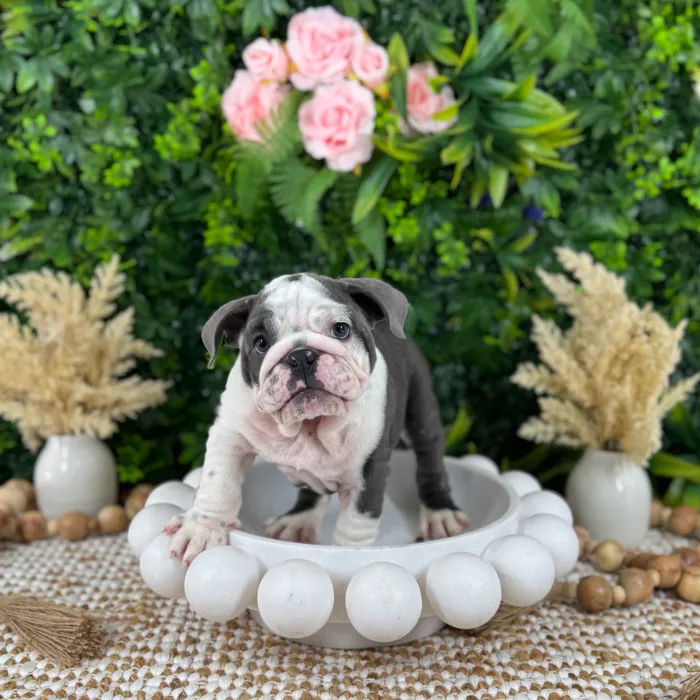 Male English Bulldog puppy named Gary for sale at Puppy Dreams - Katy.