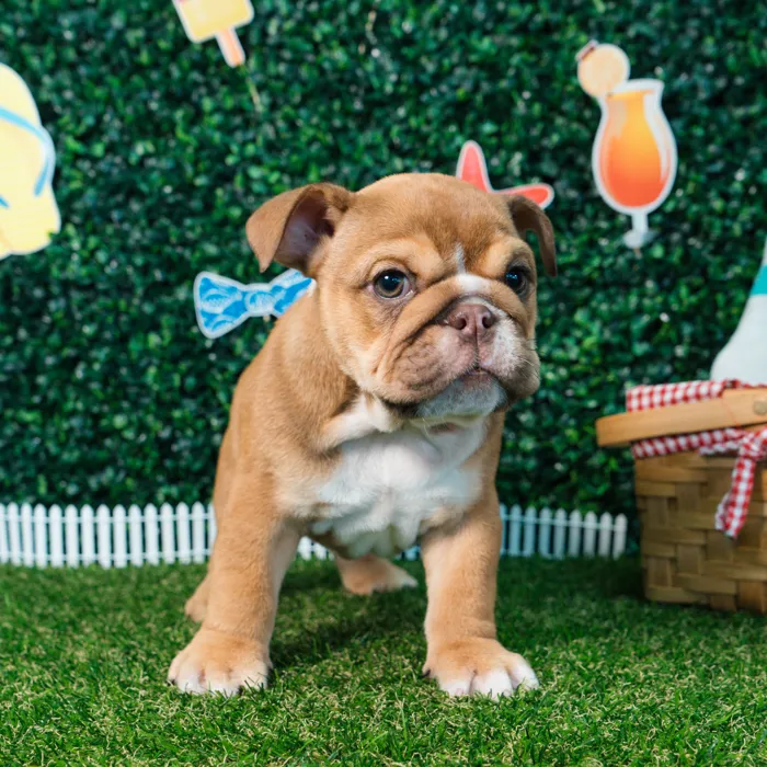 Male English Bulldog puppy named Groot for sale at Puppy Dreams - Missouri City.