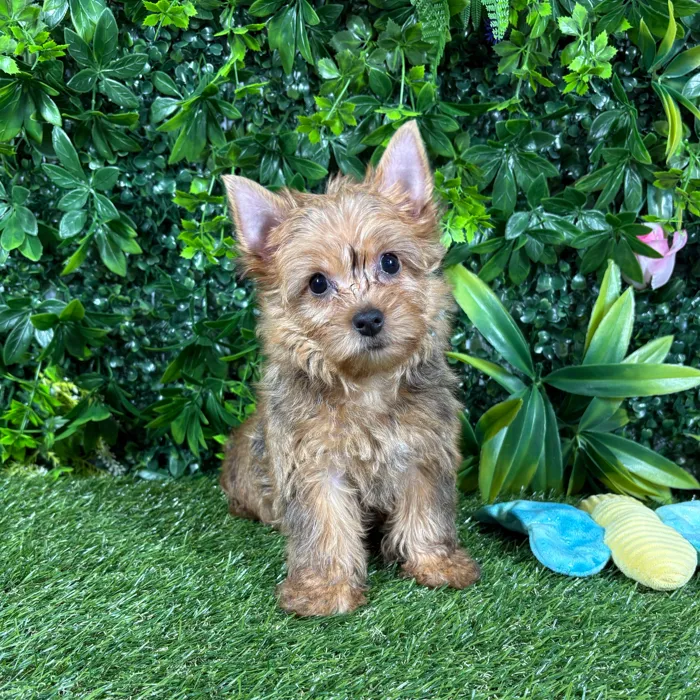 Female Yorkie puppy named Leila for sale at Puppy Dreams - Katy.