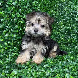 car_main_img_/media/ap_media/pets/BZUIJNJQYZIV140040.webp.250x250_q85.webp