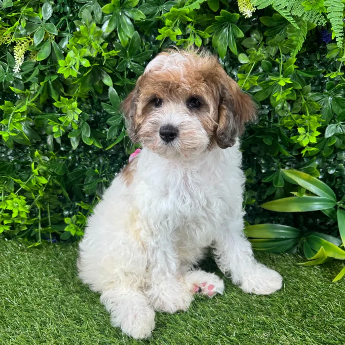 Female Cockapoo puppy named Sadie for sale at Puppy Dreams - Katy.