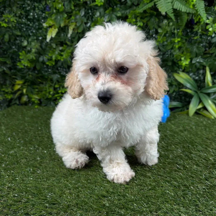 Male Maltipoo puppy named Simba for sale at Puppy Dreams - Katy.