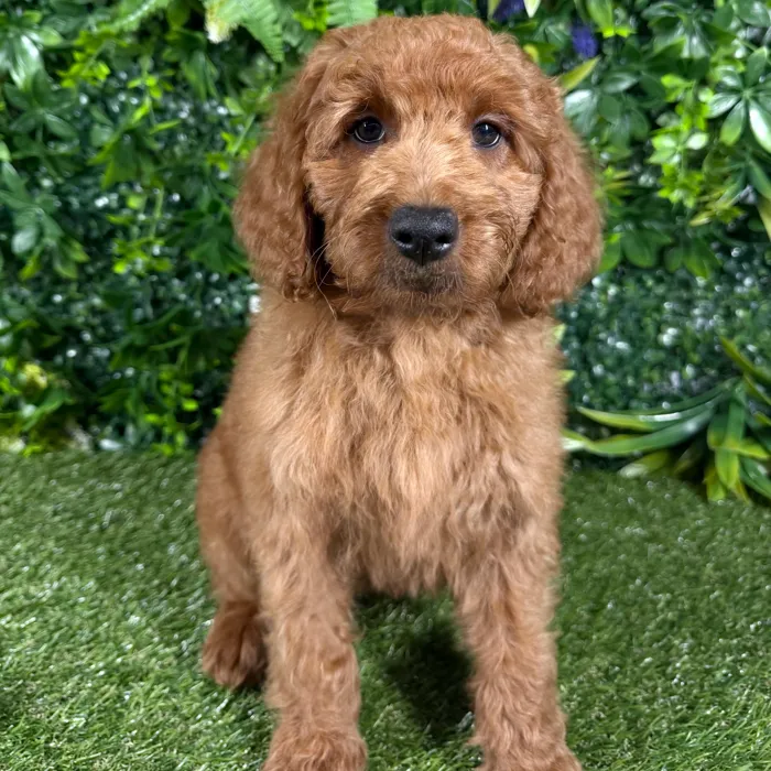 Female Mini Goldendoodle puppy named Malibu for sale at Puppy Dreams - Katy.