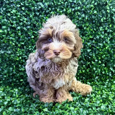 Female Cockapoo puppy named Noodle for sale at Puppy Dreams - Missouri City.