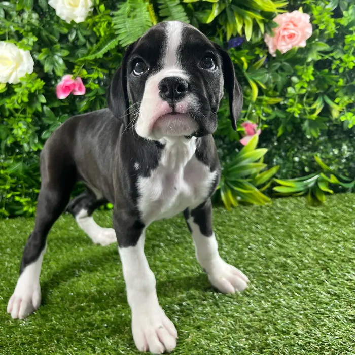 Female Boxer puppy named Poppy for sale at Puppy Dreams - Katy.