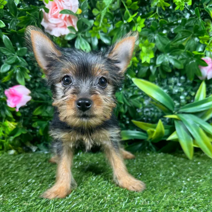 Female Yorkie puppy named Milan for sale at Puppy Dreams - Katy.