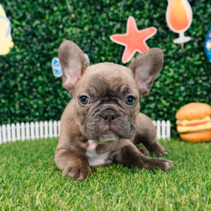 Male French Bulldog puppy named Tiger for sale at Puppy Dreams - Missouri City.