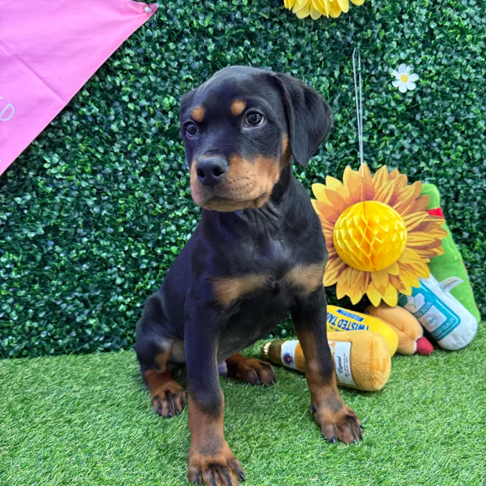 Male Rottweiler puppy named Tae for sale at Puppy Dreams - Missouri City.