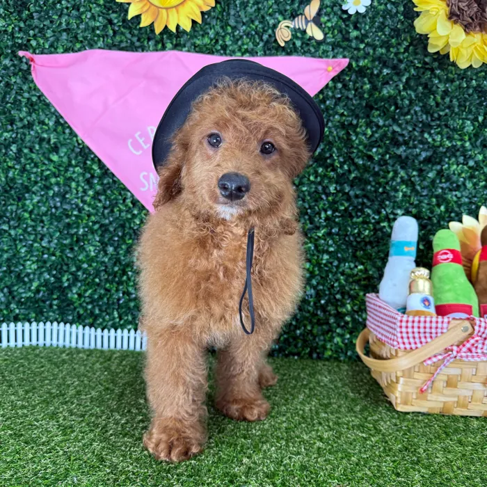Male Goldendoodle puppy named Richard for sale at Puppy Dreams - Missouri City.