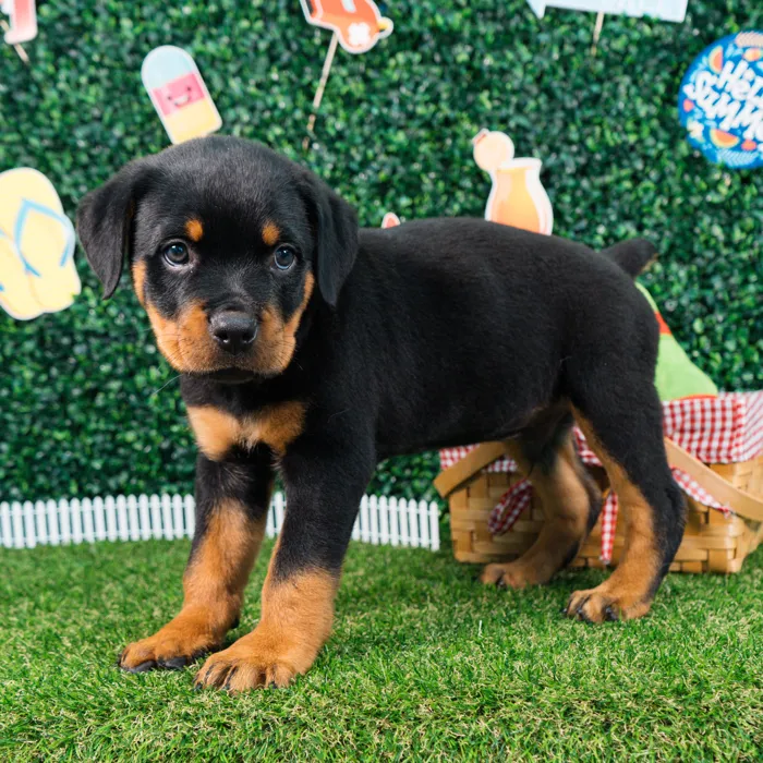 Male Rottweiler puppy named Hulk for sale at Puppy Dreams - Missouri City.