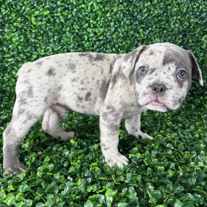 Male French Bulldog puppy named Chicken for sale at Puppy Dreams - Missouri City.