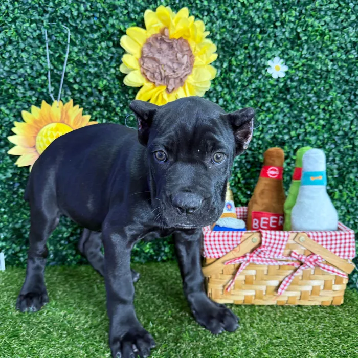 Male Cane Corso puppy named Kane for sale at Puppy Dreams - Missouri City.