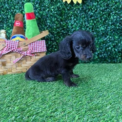 Female Dachshund puppy named Bluey for sale at Puppy Dreams - Missouri City.