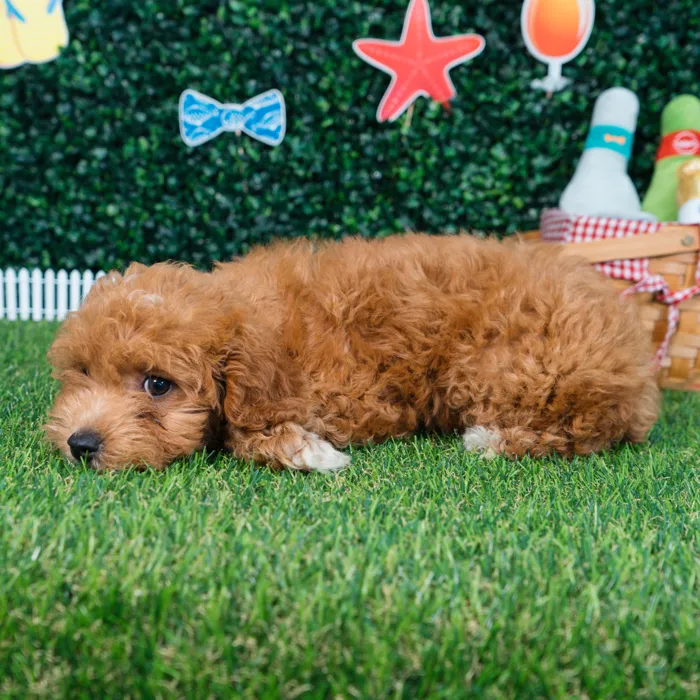 Female Cavapoo puppy named Lola for sale at Puppy Dreams - Missouri City.