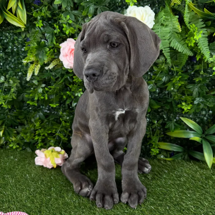 Male Cane Corso puppy named Titus for sale at Puppy Dreams - Katy.