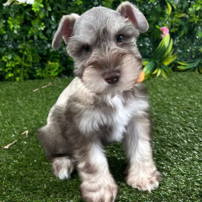 Male Mini Schnauzer puppy named Stetson for sale at Puppy Dreams - Katy.