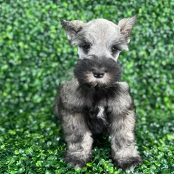 car_main_img_/media/ap_media/pets/CUVMEFGPNXHJ120476.webp.250x250_q85.webp