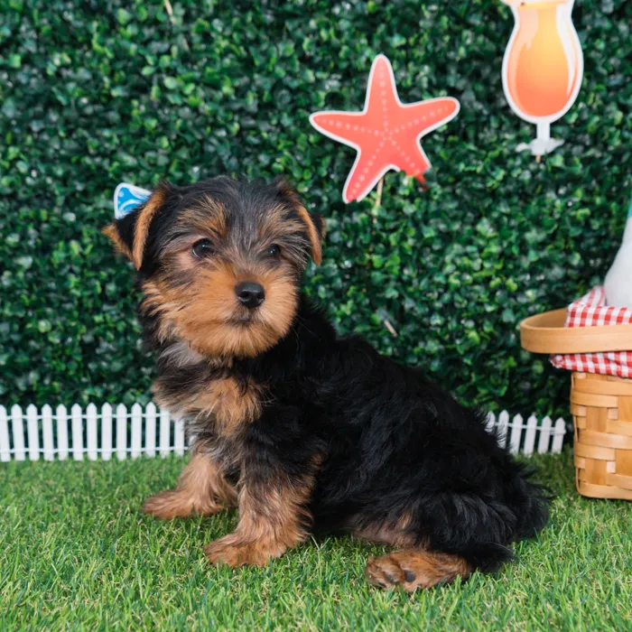 Male Yorkie puppy named Ace for sale at Puppy Dreams - Missouri City.