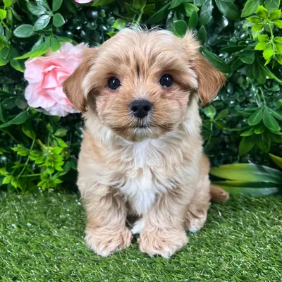 Male Yochon puppy named Cosmo for sale at Puppy Dreams - Katy.