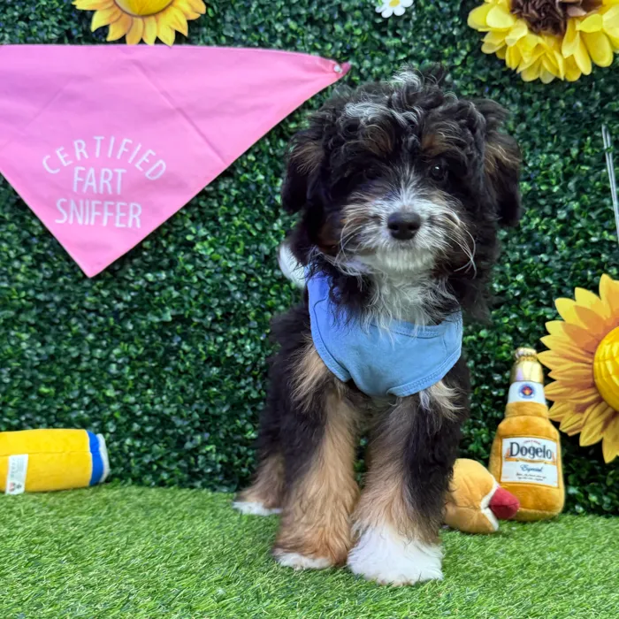 Male Aussie-Poo puppy named Nacho for sale at Puppy Dreams - Missouri City.