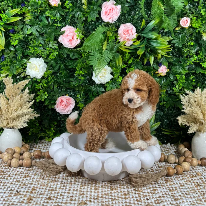 Female Mini Goldendoodle puppy named Zara for sale at Puppy Dreams - Katy.