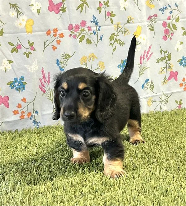 Female Dachshund puppy for sale at Puppy Dreams - Missouri City.