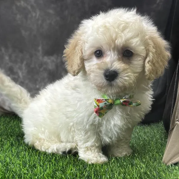 Male Hybrid puppy for sale at Puppy Dreams - Missouri City.