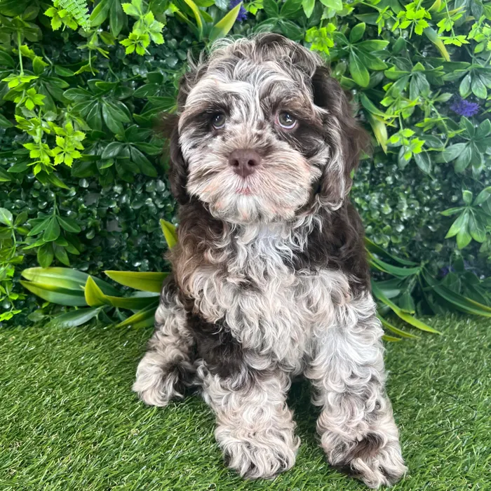 Male Cockapoo puppy named Remington for sale at Puppy Dreams - Katy.