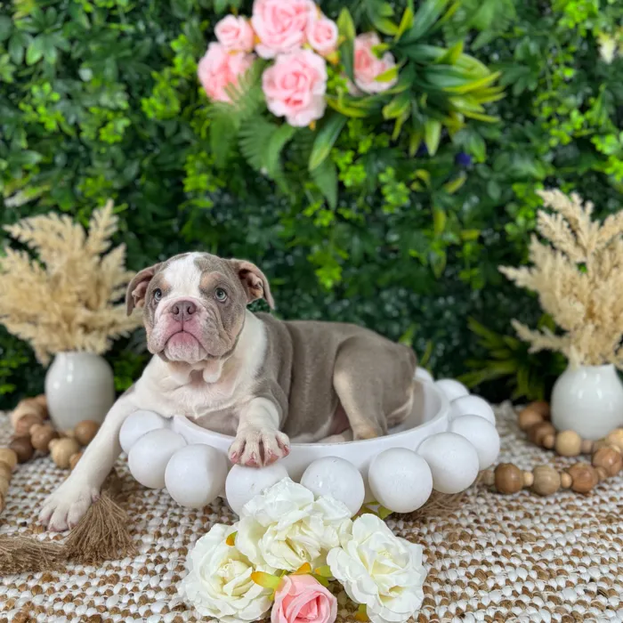 Female English Bulldog puppy named Ellen for sale at Puppy Dreams - Katy.