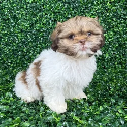 car_main_img_/media/ap_media/pets/DOZNYTDWOQXT140046.webp.250x250_q85.webp