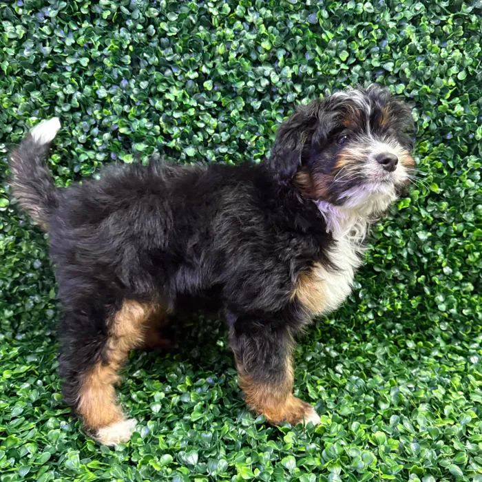 Male Aussie-Poo puppy named Nacho for sale at Puppy Dreams - Missouri City.
