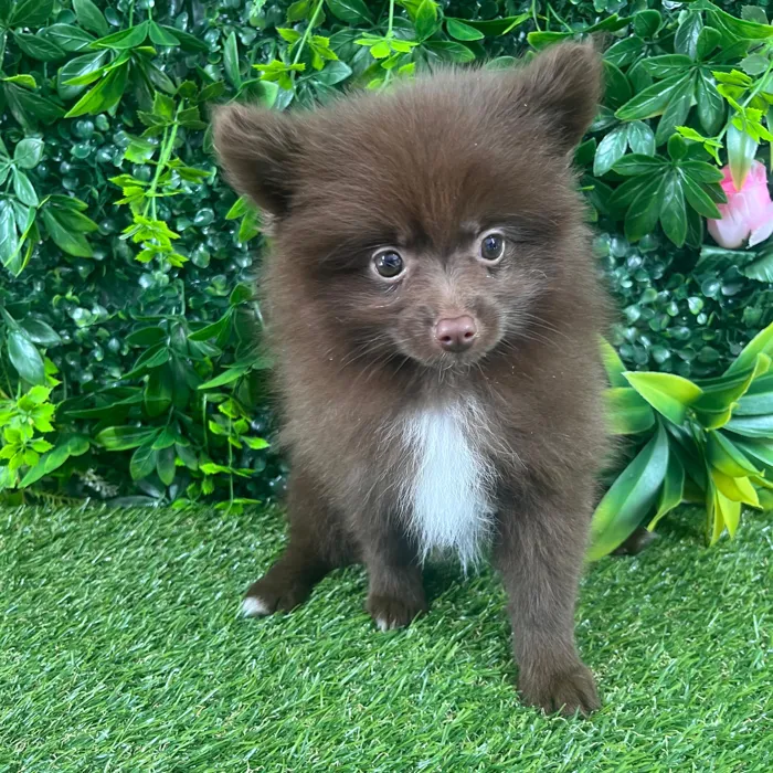 Female Pomeranian puppy named Tracy for sale at Puppy Dreams - Katy.