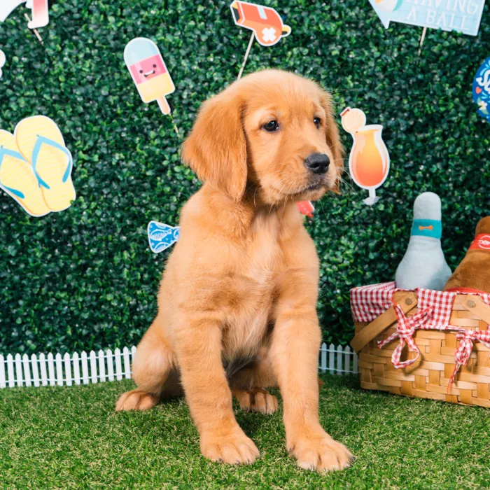 Female Golden Retriever puppy named Peach for sale at Puppy Dreams - Missouri City.