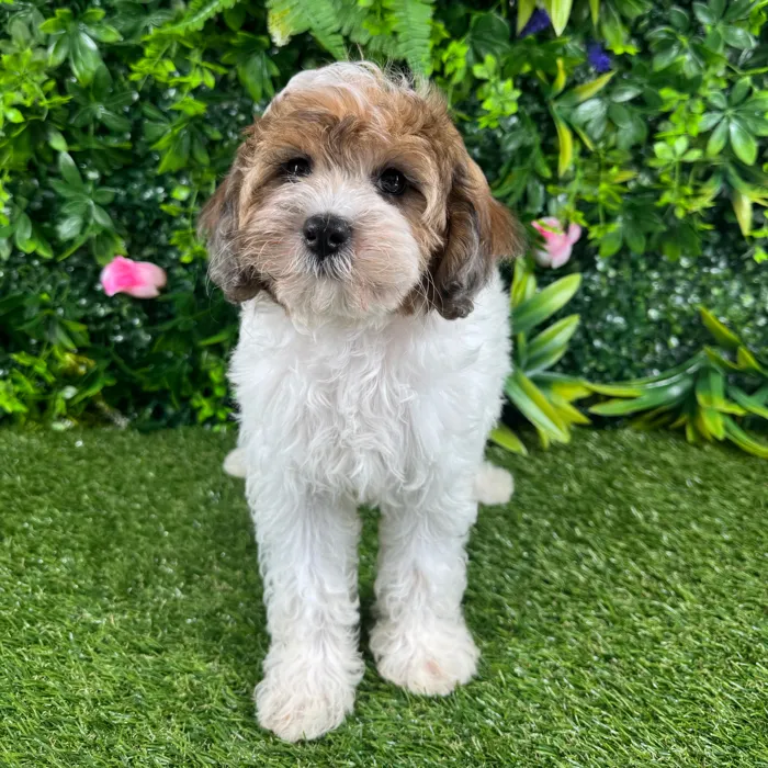Female Cockapoo puppy named Sadie for sale at Puppy Dreams - Katy.
