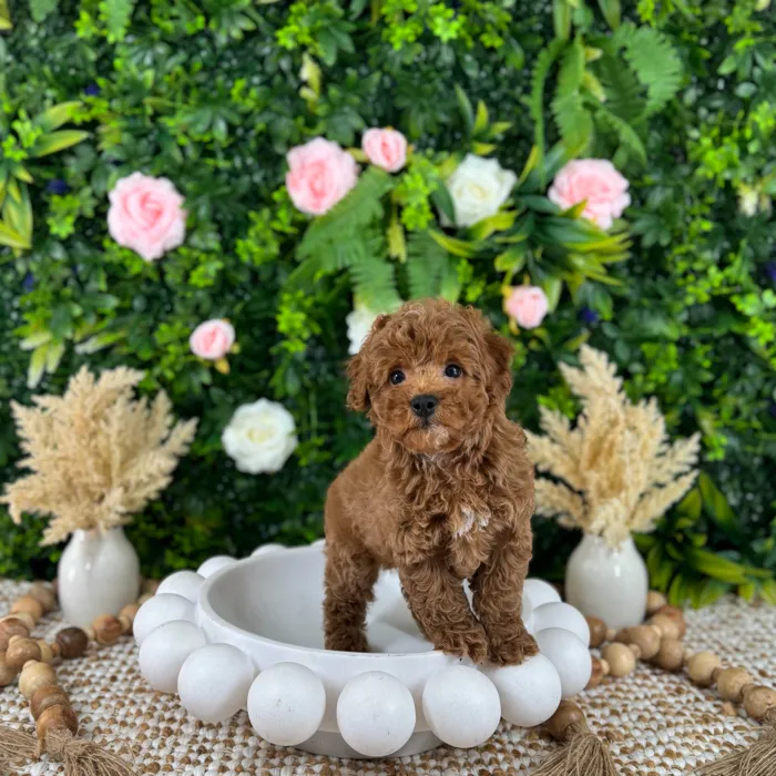 Male Cockapoo puppy named James for sale at Puppy Dreams - Katy.