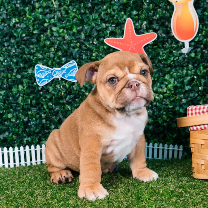 Male English Bulldog puppy named Groot for sale at Puppy Dreams - Missouri City.