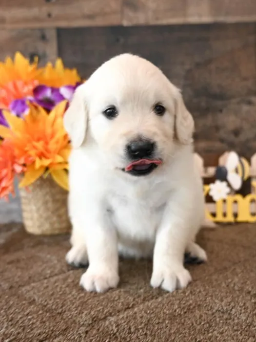 Male Golden Retriever puppy for sale at Puppy Dreams - Missouri City.